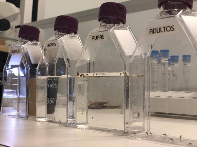 Unidad de Vectores estudia la resistencia del Aedes aegypti a insecticidas
