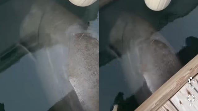 VIDEO | Encuentran manatí varado en Salinas