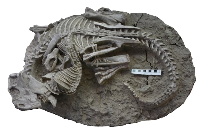 Fósil sugiere que mamíferos cazaban y consumían dinosaurios en el período Cretáceo