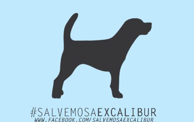Activistas intentan salvar perro de enfermera con ébola
