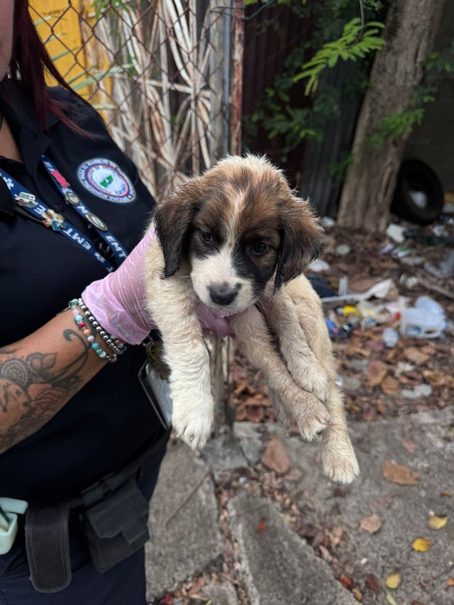Rescatan dos cachorros abandonados en Cataño
