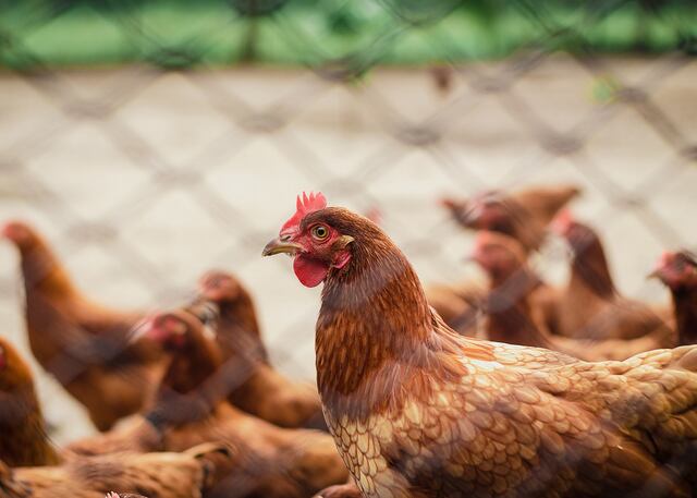 Se llevan hasta las gallinas de una finca en Camuy