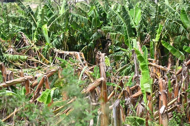UPR recibe $5 millones para apoyar a estudiantes en el campo de agricultura