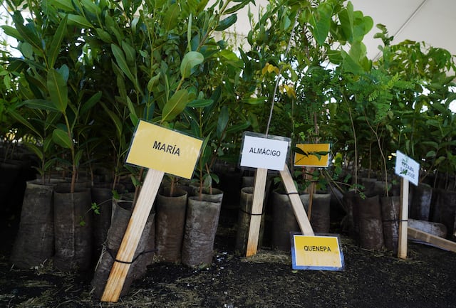 Para la Naturaleza repartirá 4 mil árboles libre de costo como parte del evento La Siembra