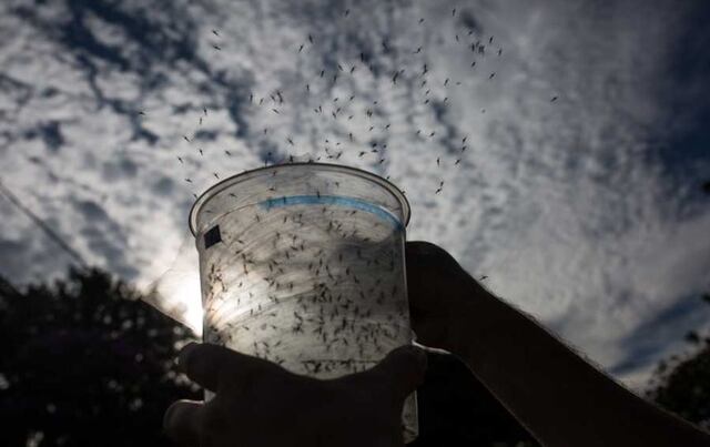 Empresas se unen para liberar mosquitos antidengue en el Caribe