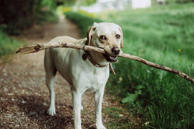 Estudio afirma que los animales SÍ tienen noción del tiempo