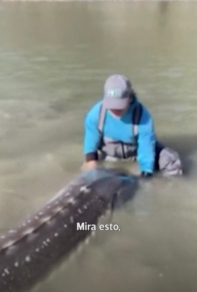El ejemplar capturado por pescadores en Canadá mide unos tres metros.