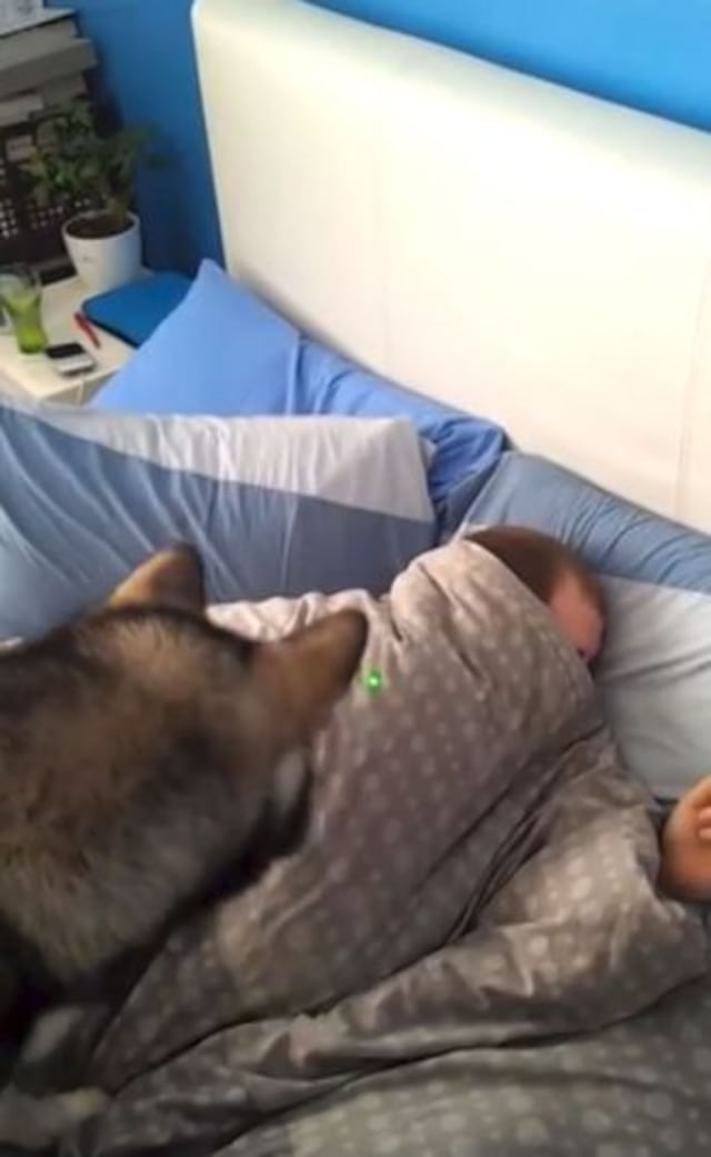 Mujer despierta a su novio con la ayuda de un puntero láser y un perro
