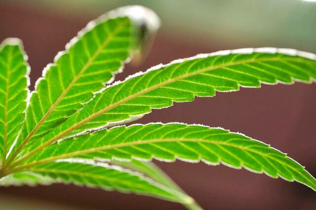 Luisiana lanza marihuana medicinal después de años de espera