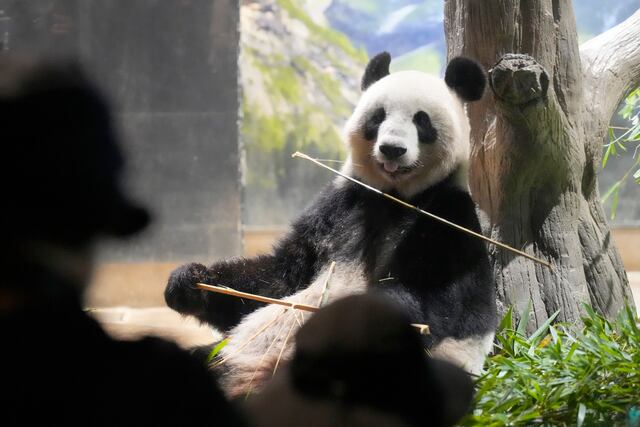 Japoneses se despiden de popular pareja de pandas