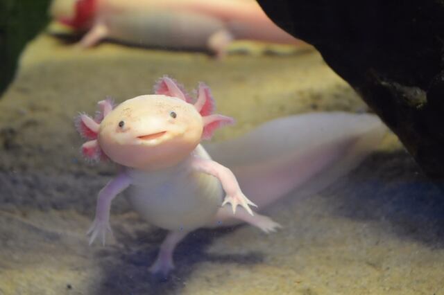 Adopta un ajolote: Una idea para proteger al peculiar anfibio mexicano al borde de la extinción