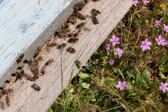 Octogenaria muere tras ser atacada por abejas en Gurabo