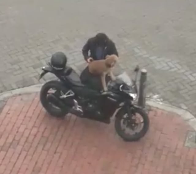 El especial cuidado de motociclista a su perrito que enternece Internet