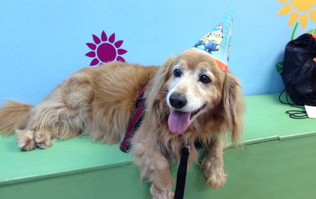 La fiesta de cumpleaños del perro