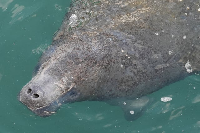 Manatíes acuden a aguas cálidas junto a plantas eléctricas en una ola de frío en Florida