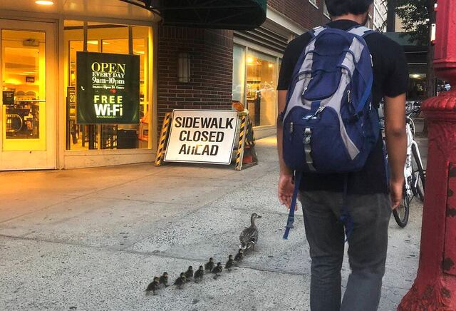 Policías rescatan patitos de alcantarilla