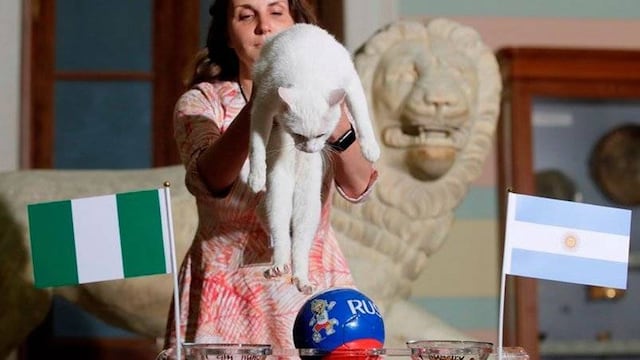 El gato Aquiles ya tiene a su favorito entre Nigeria y Argentina