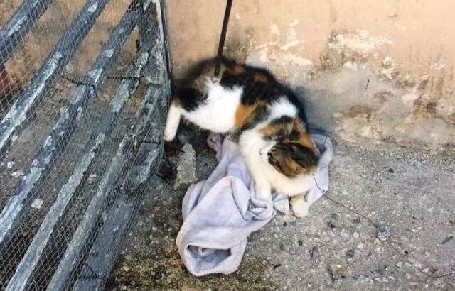 Salvan gata ensartada en una varilla