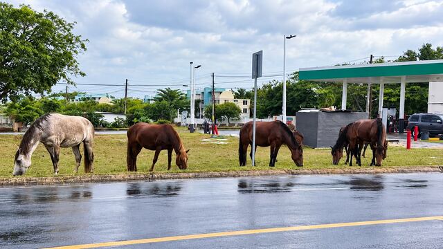 Caballos realengos ponen en riesgo la seguridad vial en Vega Alta
