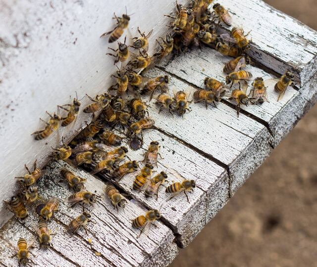 "Si se acaban las abejas habrá una crisis alimentaria mundial"