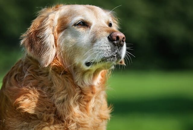 Según la IA, esto es lo que dicen los perros al ladrar