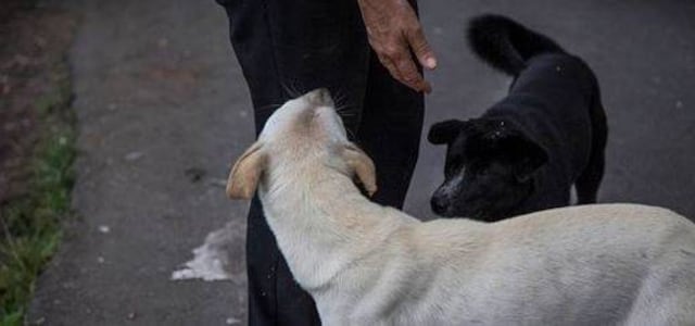 Mujer mataba perros, gatos y palomas y luego vendía la carne en México