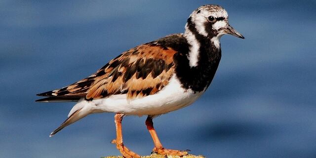 Científicos australianos documentan casos raros de cambio de sexo en aves