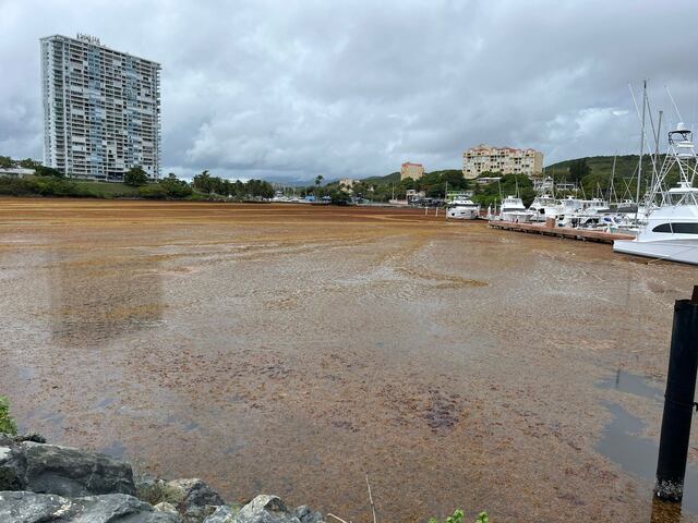 VIDEO: Biomasa de sargazo arropa la costa de Fajardo