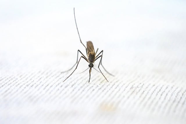 Orientarán sobre dengue y otros arbovirales en Gurabo y Hormigueros