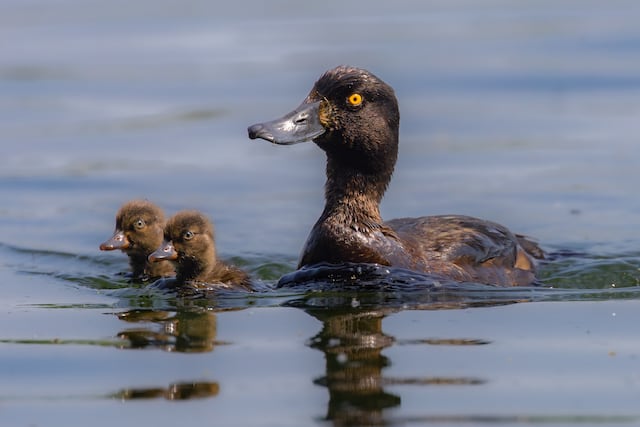 Agricultura evalúa restricciones para la caza de patos por gripe aviar
