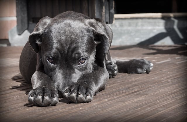 Solo tres compañías tienen permiso para criar y vender mascotas en la isla