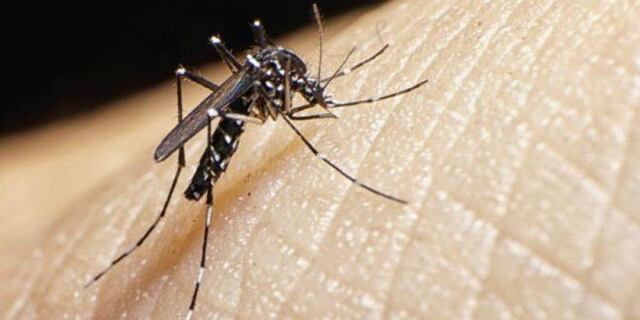 Cinco claves para combatir el desarrollo de mosquitos