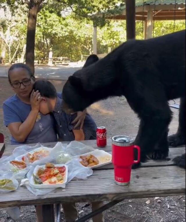 ¡Tremendo susto! Oso sorprende a familia en un parque y se come todos sus alimentos