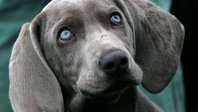 No, tu perro no te ama: científicos revelan que el mejor amigo del hombre solo actúa por placer