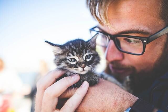 Día del Gato: Científicos dicen que ver videos de gatitos es bueno para la salud