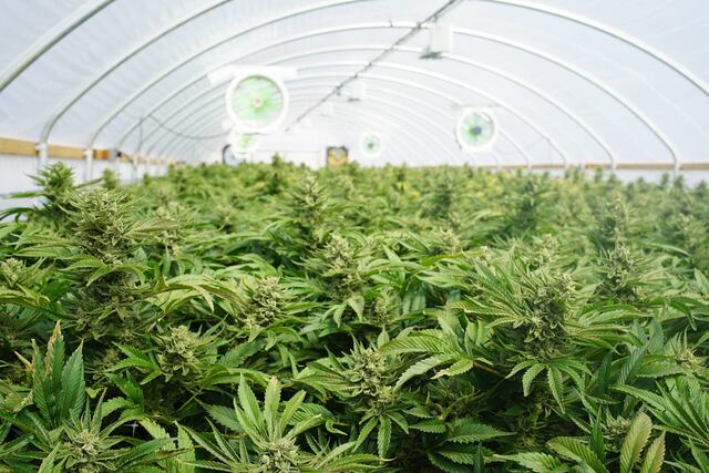 Gobierno de Trump reclasifica la marihuana medicinal como droga menos peligrosa