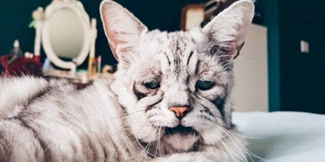La extraña enfermedad que convirtió a este gato en el "más triste del mundo"