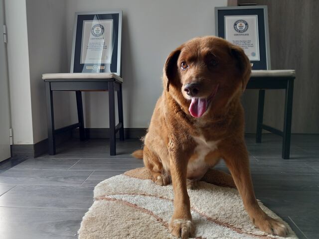 El perro más viejo del mundo fallece en Portugal a los 31 años