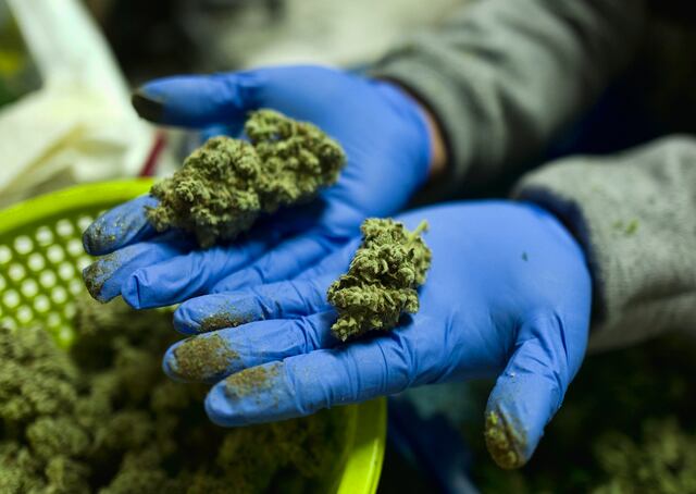 Exhortan al gobierno de Pierluisi a darle prioridad a la industria cannabis medicinal