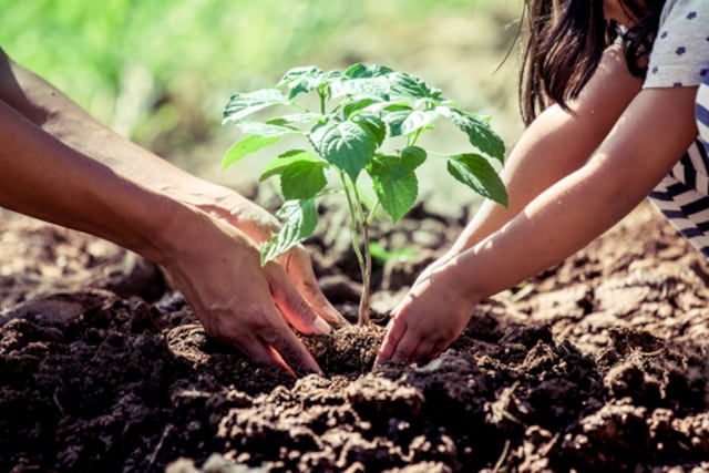 Ofrecerán talleres sobre agricultura y salud ambiental durante la Semana de la Tierra
