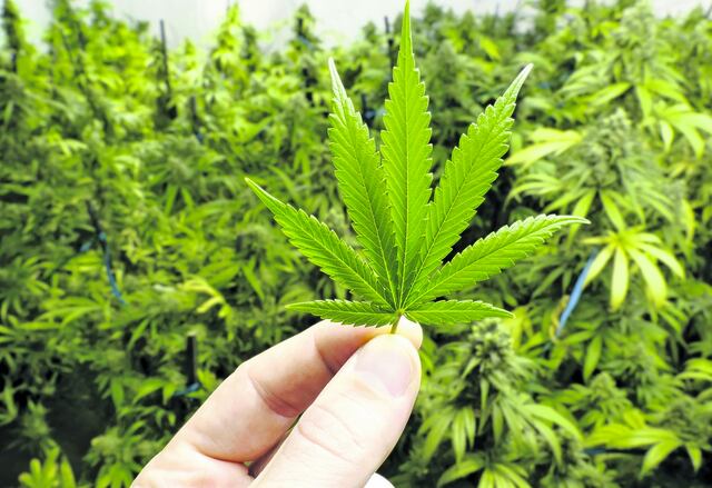 A evaluación el martes marihuana medicinal