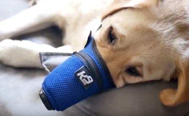 Colocan mascarillas a los perros en China para protegerlos del coronavirus