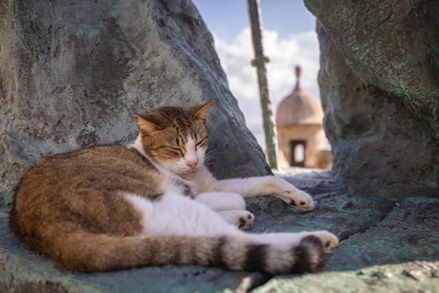 Gestiones estatales sobre animales realengos siguen sin concretarse