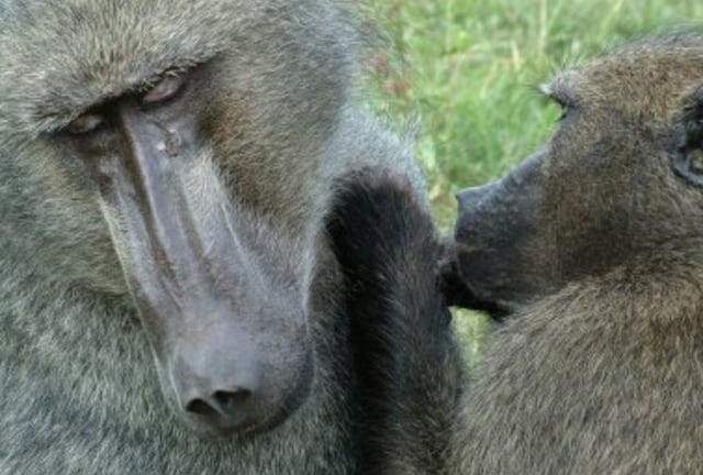 Estudio desmonta el mito del macho alfa: dominancia masculina es minoría entre primates