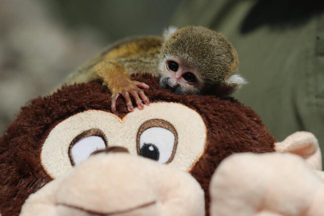 Bautizan como el Punch peruano a mono rescatado del tráfico de animales en la Amazonía
