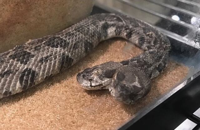 Hallan serpiente cascabel de dos cabezas
