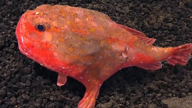 El “manos rojas”: pez australiano que puede caminar y desafía las leyes de la naturaleza se volvió viral