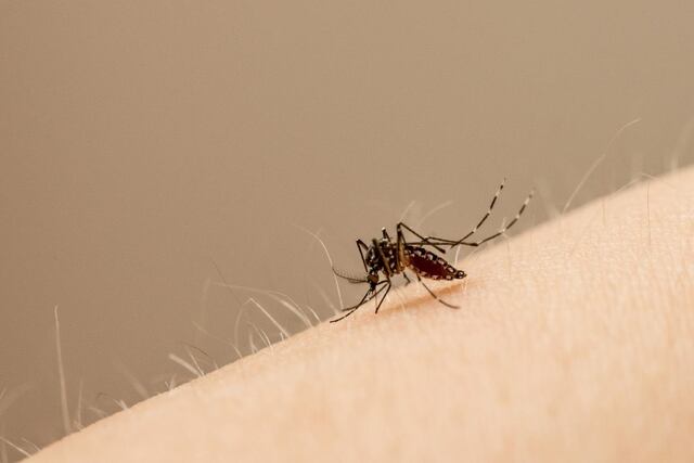 Pasada infección de Zika puede exacerbar efectos de dengue