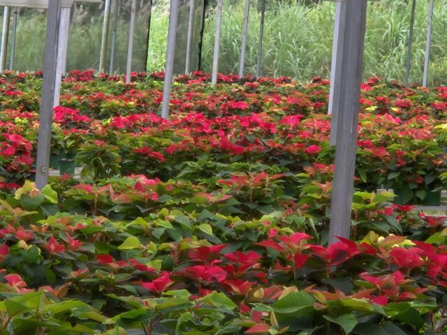 Así es que la Flor de Pascua dura más