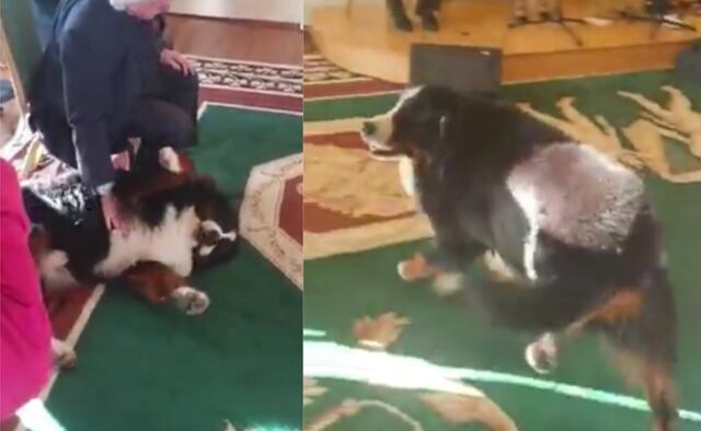 ¡Adorable! Perrito irrumpe plena reunión presidencial para ser acariciado